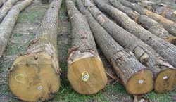 Chestnut logs