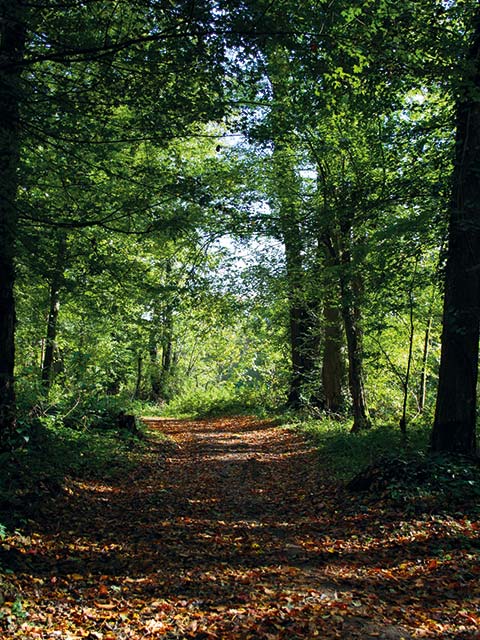 Spécialiste du chêne et autres bois durs (hêtre, frêne, merisiers et autres  feuillus) en France