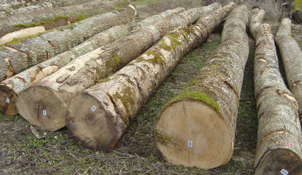 Grumes De Bois A Vendre